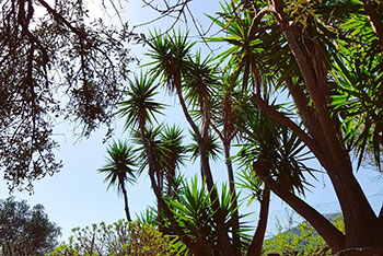 Μεγάλα φυτά στον κήπο του Ανδρομέδα στη Σίφνο