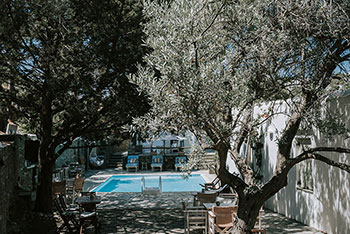 Olive trees in the garden of Andromeda