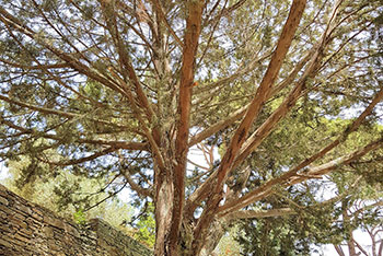 Μεγάλα δέντρα προσφέρουν τη σκιά τους στο Ανδρομέδα στη Σίφνο